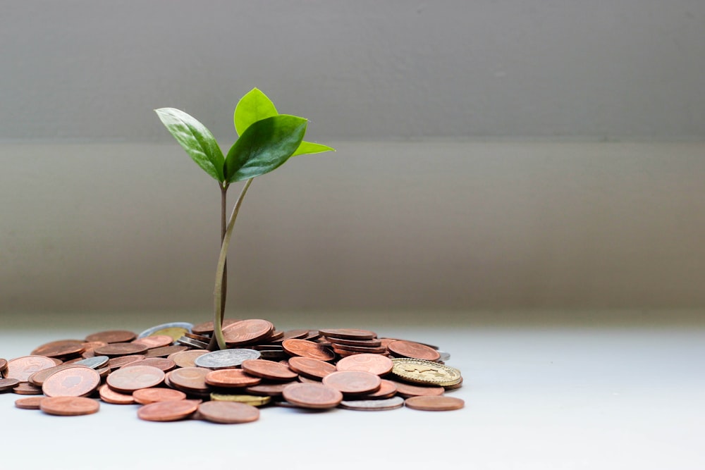 Savings growth with Lendir invest